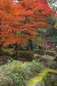 色金山公園、紅葉、11月秋、愛知県長久手市の観光・撮影スポットの名所