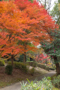 色金山公園、紅葉、11月秋、愛知県長久手市の観光・撮影スポットの名所