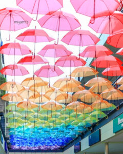 ジャズドリーム長島、アンブレラフラワー、６月夏、三重県桑名市の観光・撮影スポットの名所