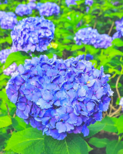 霞間ヶ渓、あじさい。6月夏の花、岐阜県揖斐郡の観光・撮影スポット