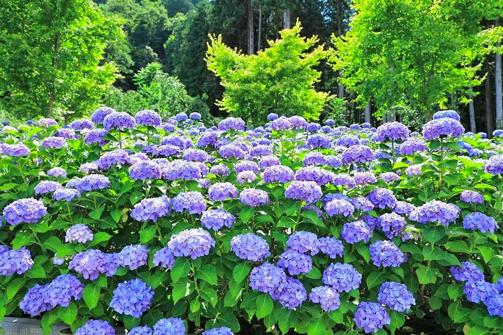 霞間ヶ渓、あじさい。6月夏の花、岐阜県揖斐郡の観光・撮影スポット