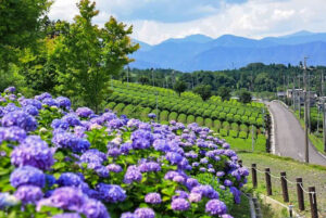 霞間ヶ渓、あじさい。6月夏の花、岐阜県揖斐郡の観光・撮影スポット