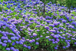 霞間ヶ渓、あじさい。6月夏の花、岐阜県揖斐郡の観光・撮影スポット
