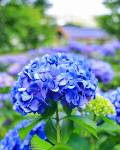 霞間ヶ渓、あじさい。6月夏の花、岐阜県揖斐郡の観光・撮影スポット