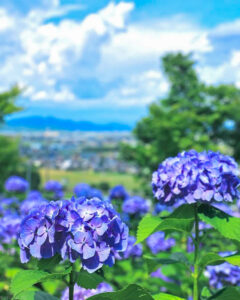 霞間ヶ渓、あじさい。6月夏の花、岐阜県揖斐郡の観光・撮影スポット