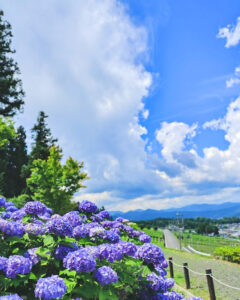 霞間ヶ渓、あじさい。6月夏の花、岐阜県揖斐郡の観光・撮影スポット