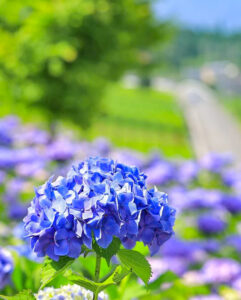 霞間ヶ渓、あじさい。6月夏の花、岐阜県揖斐郡の観光・撮影スポット