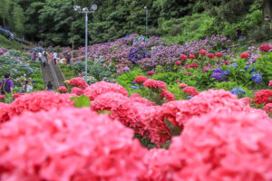 形原温泉、あじさい、6月の夏の花、愛知県蒲郡市の観光・撮影スポットの画像と写真