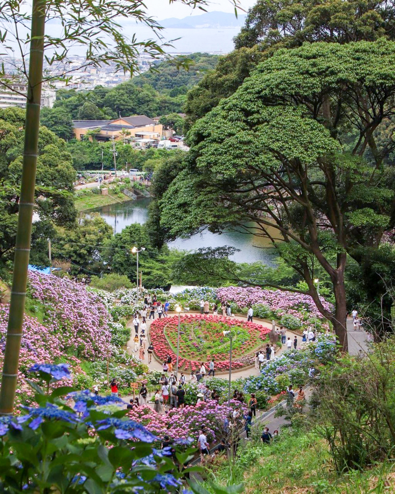 形原温泉、あじさい、6月の夏の花、愛知県蒲郡市の観光・撮影スポットの画像と写真