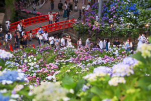 形原温泉、あじさい、6月の夏の花、愛知県蒲郡市の観光・撮影スポットの画像と写真