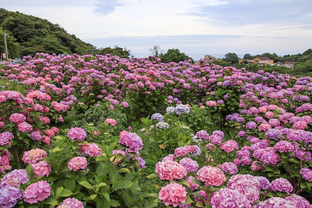 形原温泉、あじさい、6月の夏の花、愛知県蒲郡市の観光・撮影スポットの画像と写真
