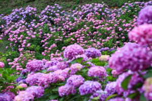 形原温泉、あじさい、6月の夏の花、愛知県蒲郡市の観光・撮影スポットの画像と写真