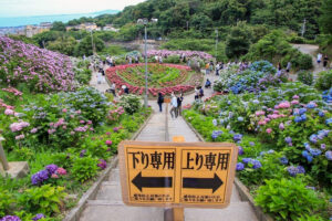 形原温泉、あじさい、6月の夏の花、愛知県蒲郡市の観光・撮影スポットの画像と写真