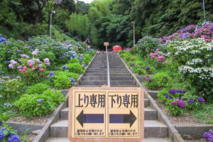 形原温泉、あじさい、6月の夏の花、愛知県蒲郡市の観光・撮影スポットの画像と写真