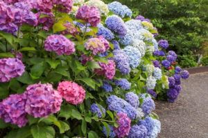 形原温泉、あじさい、6月の夏の花、愛知県蒲郡市の観光・撮影スポットの画像と写真