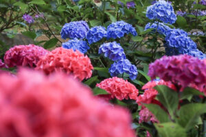 形原温泉、あじさい、6月の夏の花、愛知県蒲郡市の観光・撮影スポットの画像と写真