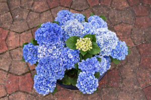 形原温泉、あじさい、6月の夏の花、愛知県蒲郡市の観光・撮影スポットの画像と写真