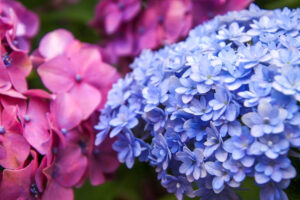 形原温泉、あじさい、6月の夏の花、愛知県蒲郡市の観光・撮影スポットの画像と写真