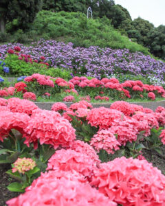 形原温泉、あじさい、6月の夏の花、愛知県蒲郡市の観光・撮影スポットの画像と写真