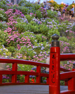 形原温泉あじさいの里、ライトアップ、6月の夏の花、愛知県蒲郡市の観光・撮影スポットの画像と写真