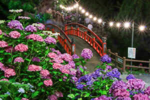 形原温泉あじさいの里、ライトアップ、6月の夏の花、愛知県蒲郡市の観光・撮影スポットの画像と写真