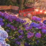 形原温泉あじさいの里、ライトアップ、6月の夏の花、愛知県蒲郡市の観光・撮影スポットの画像と写真