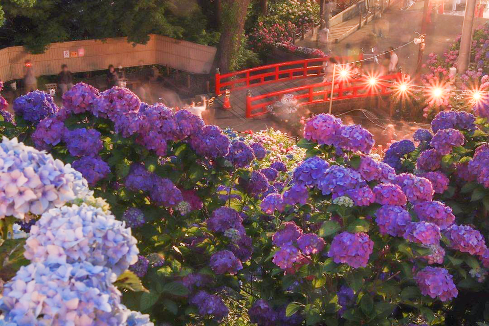 形原温泉あじさいの里、ライトアップ、6月の夏の花、愛知県蒲郡市の観光・撮影スポットの画像と写真
