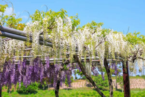 かざはやの里、藤棚、5月夏の花、三重県津市の観光・撮影スポットの画像と写真