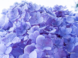 かざはやの里、あじさい、6月夏の花、三重県津市の観光・撮影スポットの画像と写真