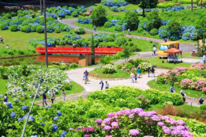 かざはやの里、あじさい、6月夏の花、三重県津市の観光・撮影スポットの画像と写真