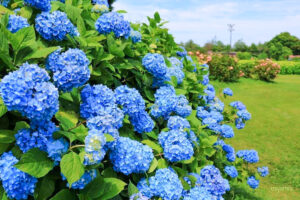 かざはやの里、あじさい、6月夏の花、三重県津市の観光・撮影スポットの画像と写真