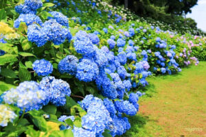 かざはやの里、あじさい、6月夏の花、三重県津市の観光・撮影スポットの画像と写真