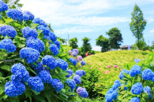 かざはやの里、あじさい、6月夏の花、三重県津市の観光・撮影スポットの画像と写真