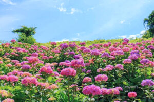 かざはやの里、あじさい、6月夏の花、三重県津市の観光・撮影スポットの画像と写真