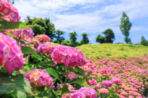 かざはやの里、あじさい、6月夏の花、三重県津市の観光・撮影スポットの画像と写真