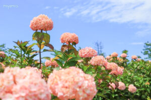 かざはやの里、あじさい、6月夏の花、三重県津市の観光・撮影スポットの画像と写真
