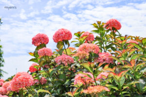 かざはやの里、あじさい、6月夏の花、三重県津市の観光・撮影スポットの画像と写真