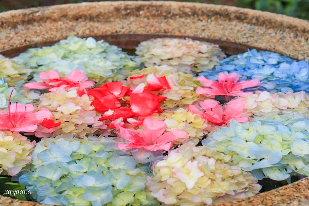 かざはやの里、あじさい、花手水舎、6月夏の花、三重県津市の観光・撮影スポットの画像と写真