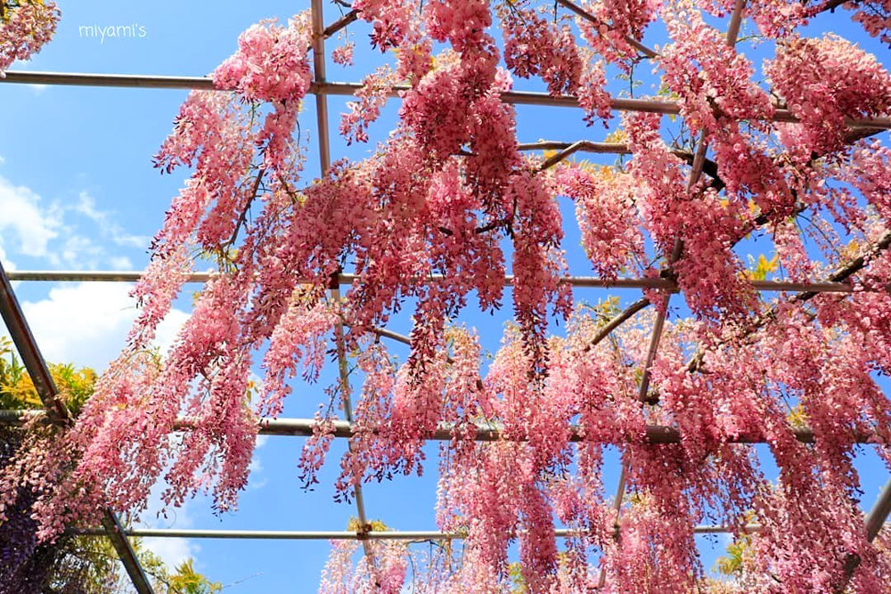 かざはやの里、藤棚、5月夏の花、三重県津市の観光・撮影スポットの画像と写真