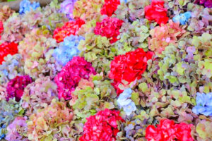 かざはやの里、あじさい、6月夏の花、三重県津市の観光・撮影スポットの画像と写真