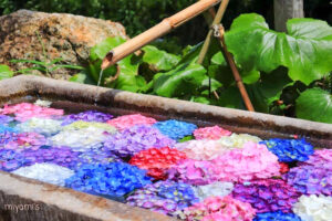 かざはやの里、あじさい、花手水舎、6月夏の花、三重県津市の観光・撮影スポットの画像と写真