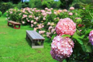 かざはやの里、あじさい、6月夏の花、三重県津市の観光・撮影スポットの画像と写真