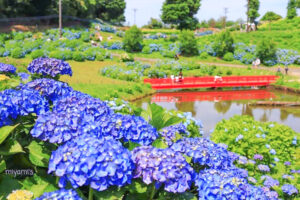 かざはやの里、あじさい、6月夏の花、三重県津市の観光・撮影スポットの画像と写真