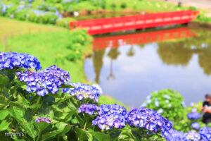かざはやの里、あじさい、6月夏の花、三重県津市の観光・撮影スポットの画像と写真