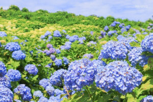 かざはやの里、あじさい、6月夏の花、三重県津市の観光・撮影スポットの画像と写真