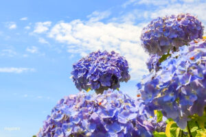 かざはやの里、あじさい、6月夏の花、三重県津市の観光・撮影スポットの画像と写真