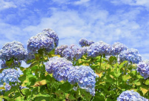 かざはやの里、あじさい、6月夏の花、三重県津市の観光・撮影スポットの画像と写真