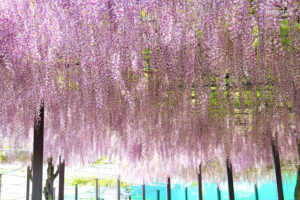 かざはやの里、藤棚、5月夏の花、三重県津市の観光・撮影スポットの画像と写真