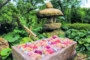 かざはやの里、あじさい、花手水舎、6月夏の花、三重県津市の観光・撮影スポットの画像と写真