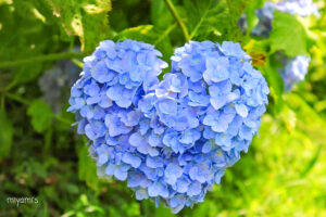 かざはやの里、あじさい、6月夏の花、三重県津市の観光・撮影スポットの画像と写真